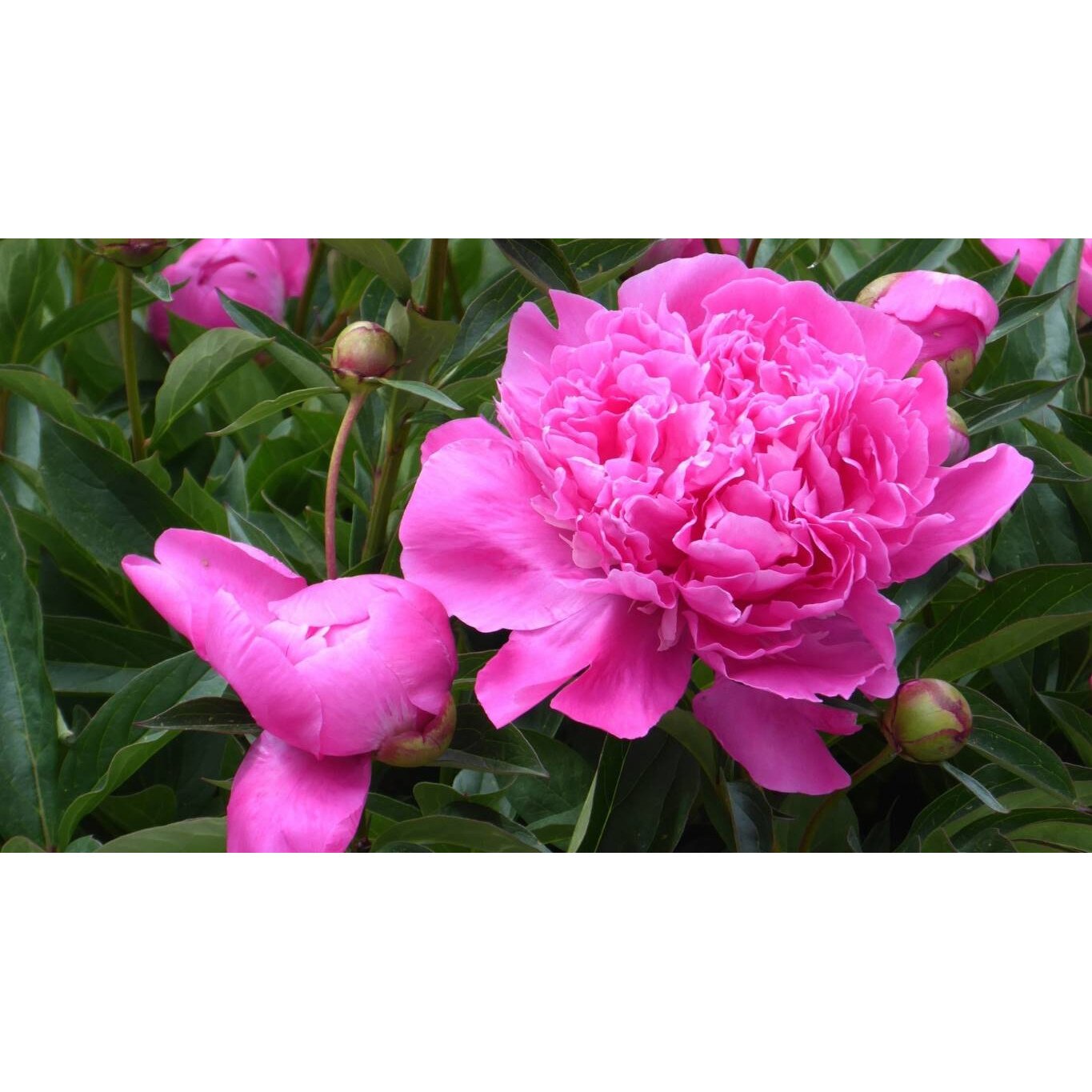 Tablou canvas 75x50 cm, Natura cu Flori model 245