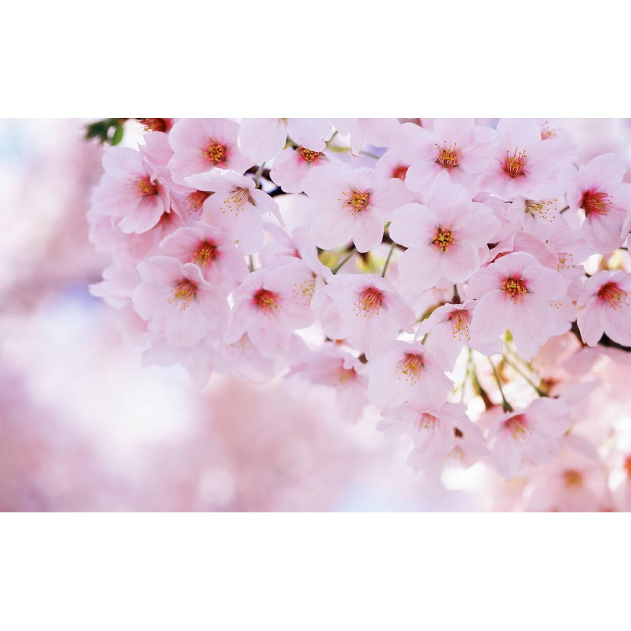 Tablou canvas 75x50 cm, Natura cu Flori model 204