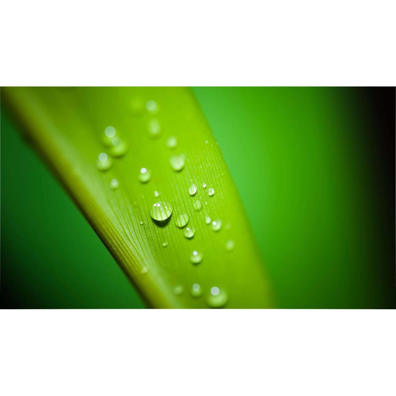 Tablou canvas 75x50 cm, Natura cu Flori model 277