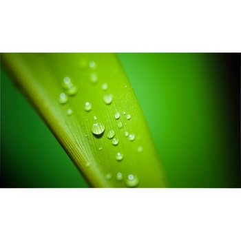 Tablou canvas 75x50 cm, Natura cu Flori model 277 Tablou canvas 75x50 cm, Natura cu Flori model 277