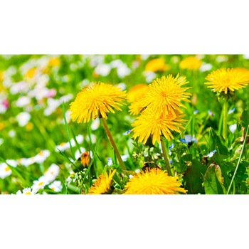 Tablou canvas 75x50 cm, Natura cu Flori model 239 Tablou canvas 75x50 cm, Natura cu Flori model 239