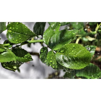 Tablou canvas 90x50 cm, Natura cu Flori model 260 Tablou canvas 90x50 cm, Natura cu Flori model 260