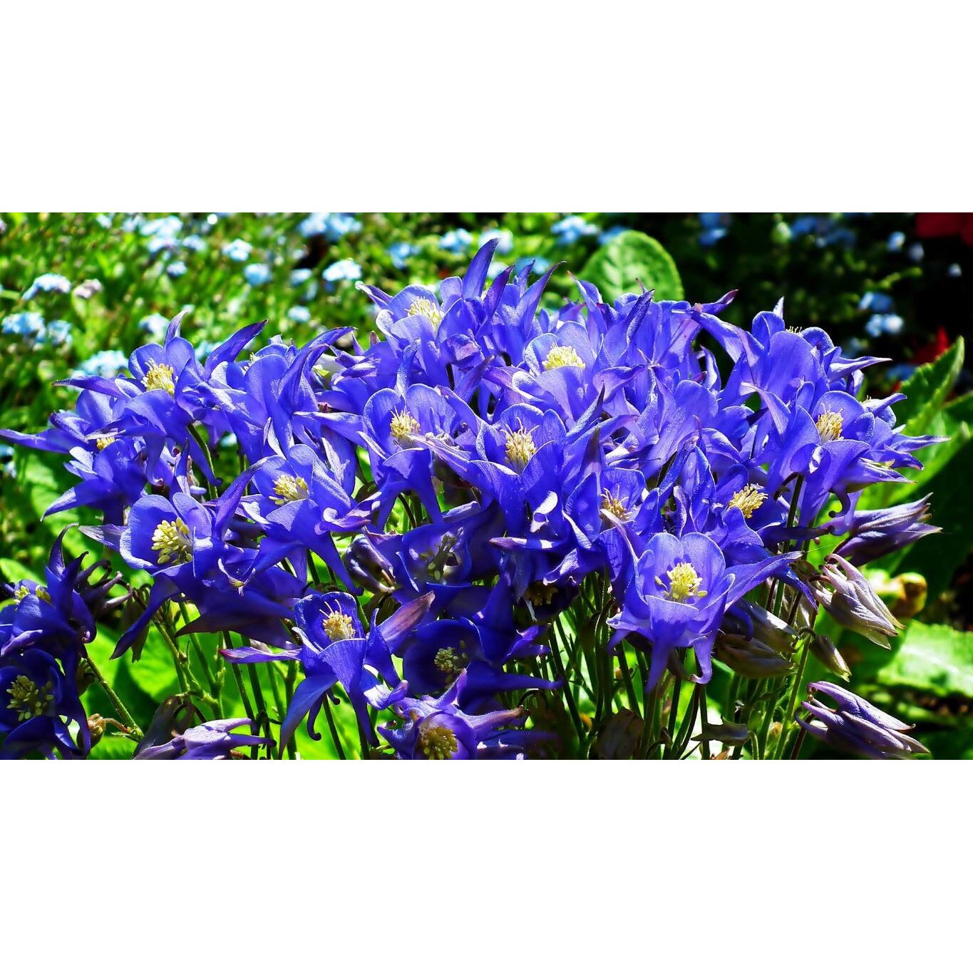 Tablou canvas 75x50 cm, Natura cu Flori model 241