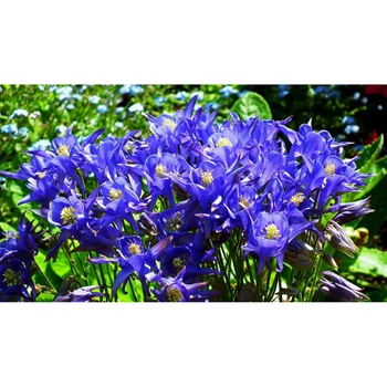 Tablou canvas 90x50 cm, Natura cu Flori model 241 Tablou canvas 90x50 cm, Natura cu Flori model 241