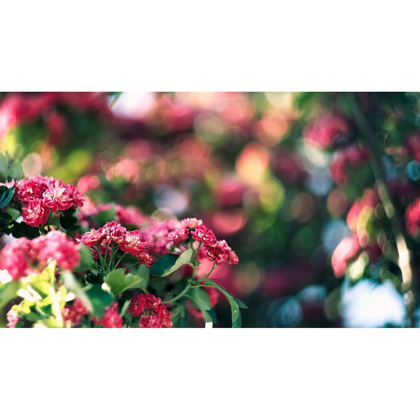 Tablou canvas 90x50 cm, Natura cu Flori model 247