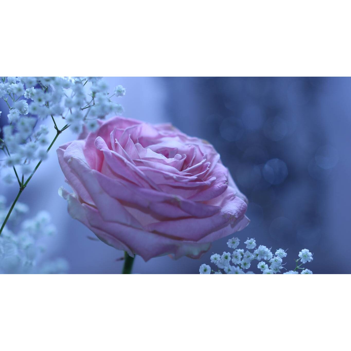 Tablou canvas 75x50 cm, Natura cu Flori model 213