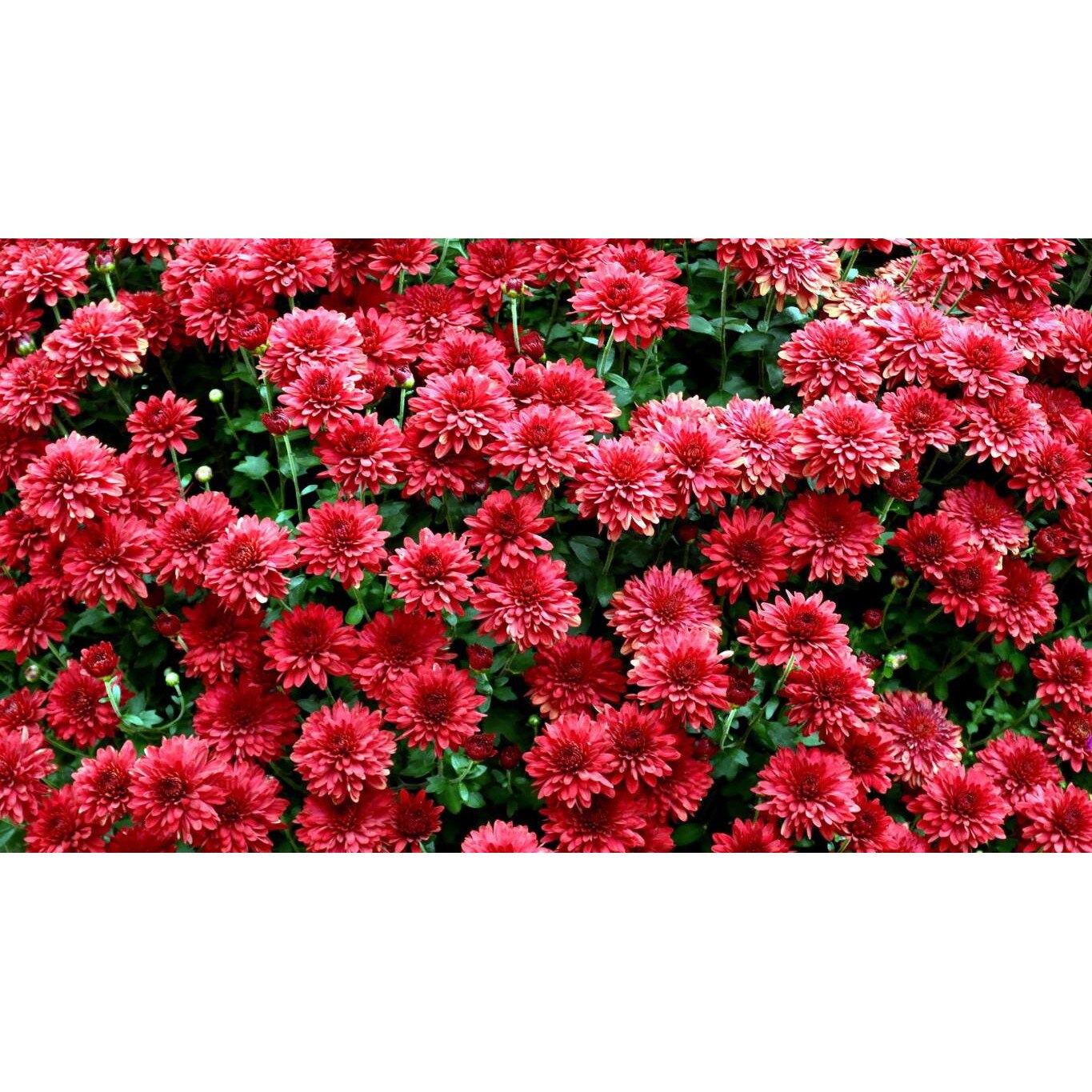 Tablou canvas 90x50 cm, Natura cu Flori model 237