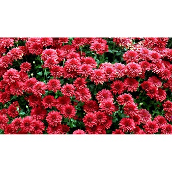 Tablou canvas 90x50 cm, Natura cu Flori model 237 Tablou canvas 90x50 cm, Natura cu Flori model 237