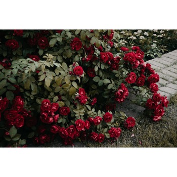 Tablou canvas 90x50 cm, Natura cu Flori model 198 Tablou canvas 90x50 cm, Natura cu Flori model 198