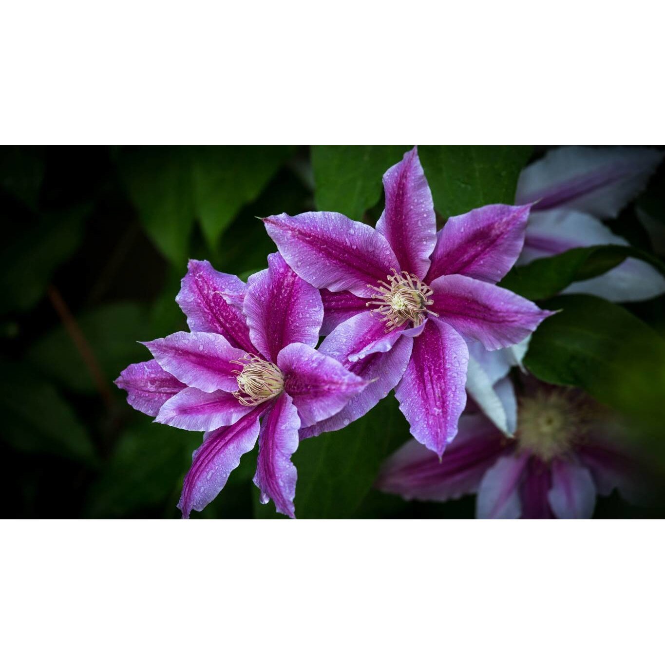 Tablou canvas 75x50 cm, Natura cu Flori model 208