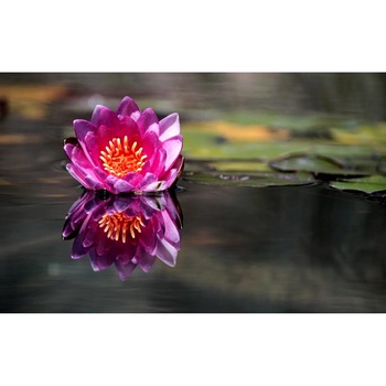 Tablou canvas 75x50 cm, Natura cu Flori model 189 Tablou canvas 75x50 cm, Natura cu Flori model 189