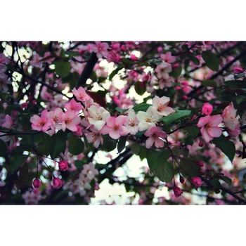 Tablou canvas 90x50 cm, Natura cu Flori model 261 Tablou canvas 90x50 cm, Natura cu Flori model 261