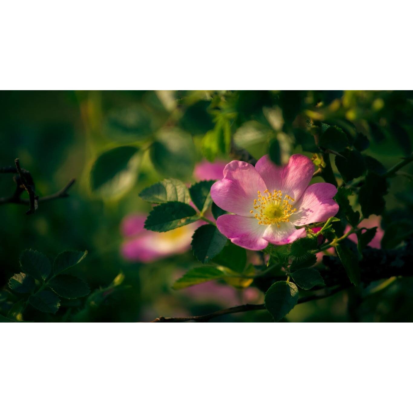 Tablou canvas 75x50 cm, Natura cu Flori model 235