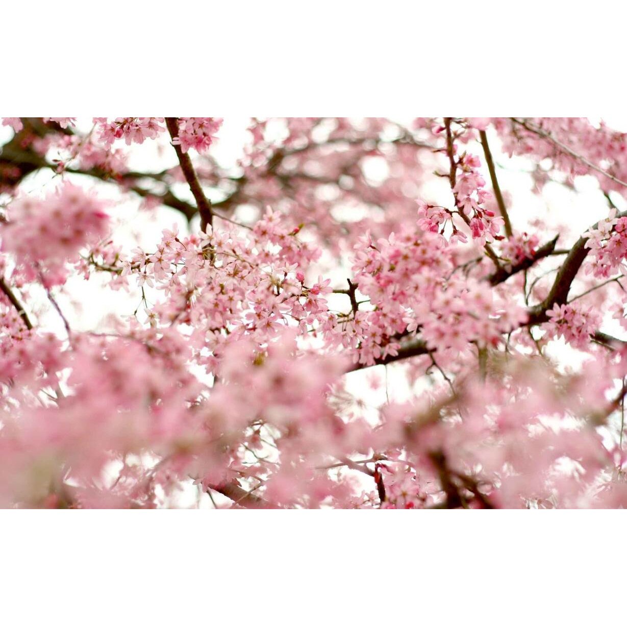 Tablou canvas 75x50 cm, Natura cu Flori model 219