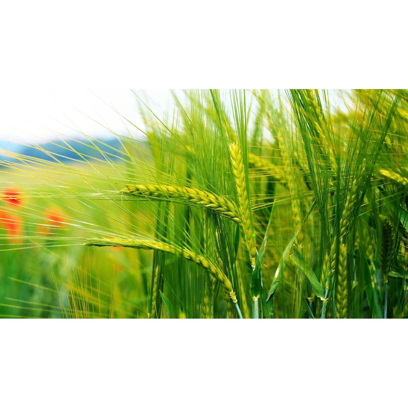 Tablou canvas 75x50 cm, Natura cu Flori model 234