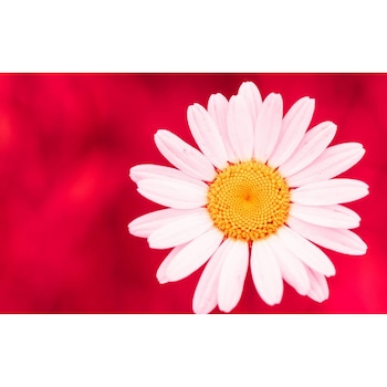 Tablou canvas 90x50 cm, Natura cu Flori model 231 Tablou canvas 90x50 cm, Natura cu Flori model 231