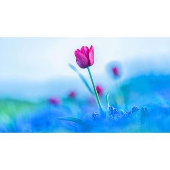 Tablou canvas 75x50 cm, Natura cu Flori model 221 Tablou canvas 75x50 cm, Natura cu Flori model 221