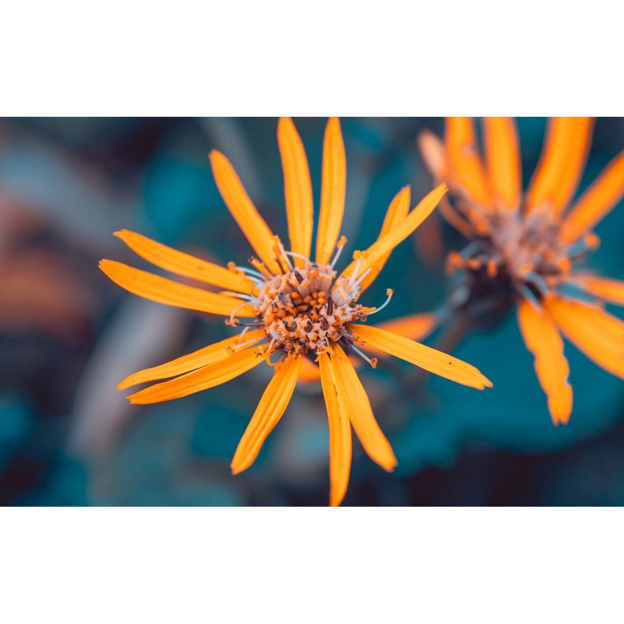 Tablou canvas 90x50 cm, Natura cu Flori model 183