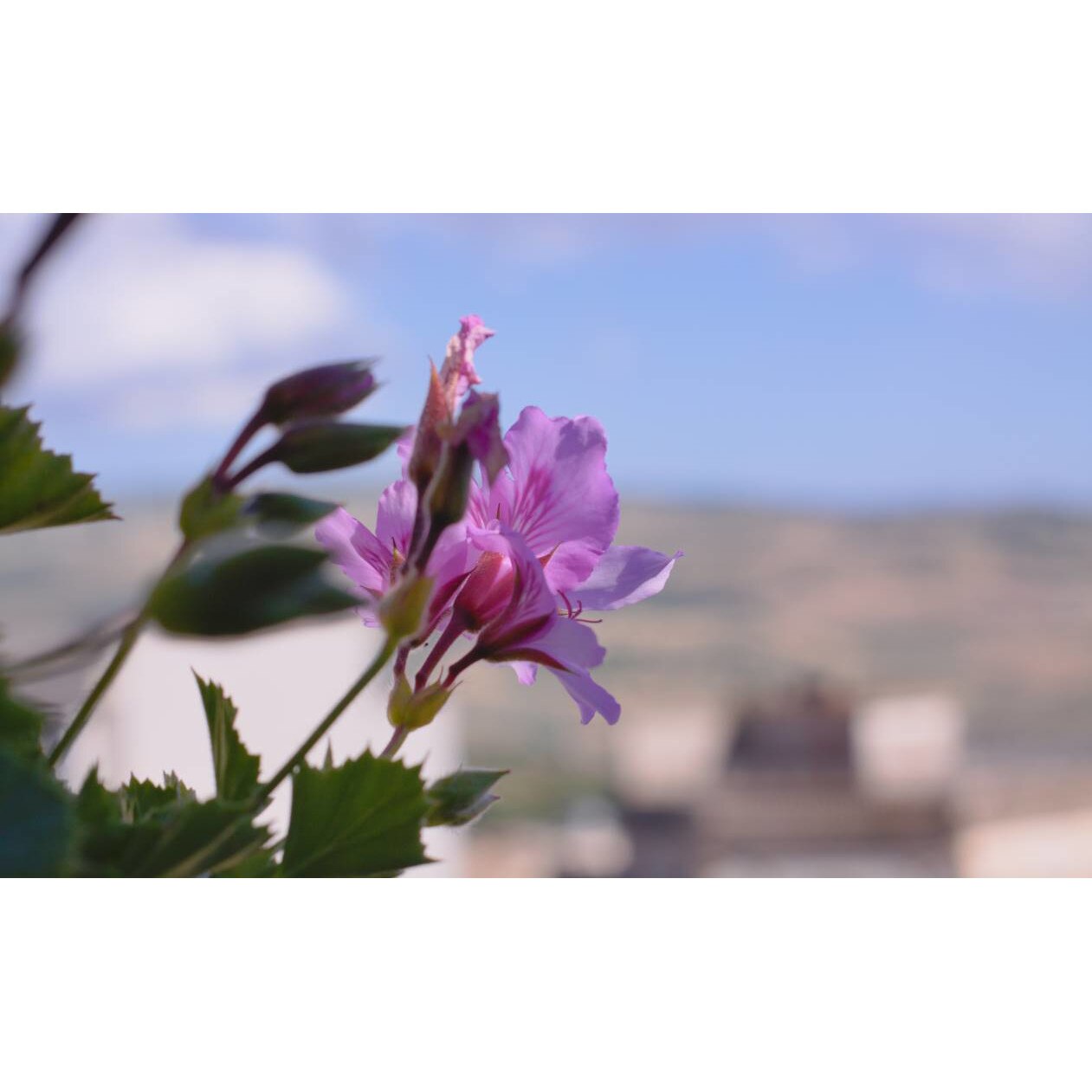 Tablou canvas 90x50 cm, Natura cu Flori model 205