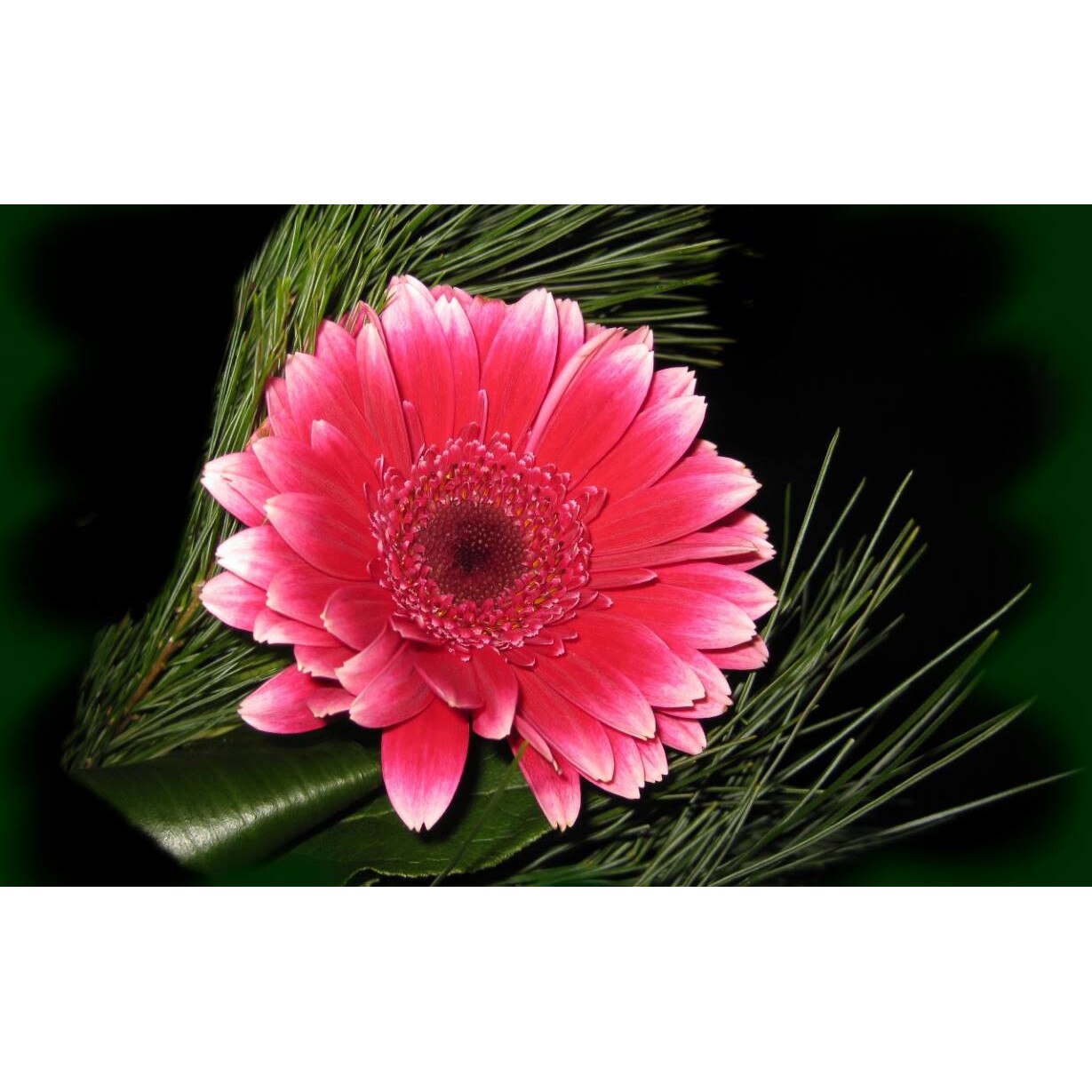 Tablou canvas 90x50 cm, Natura cu Flori model 200