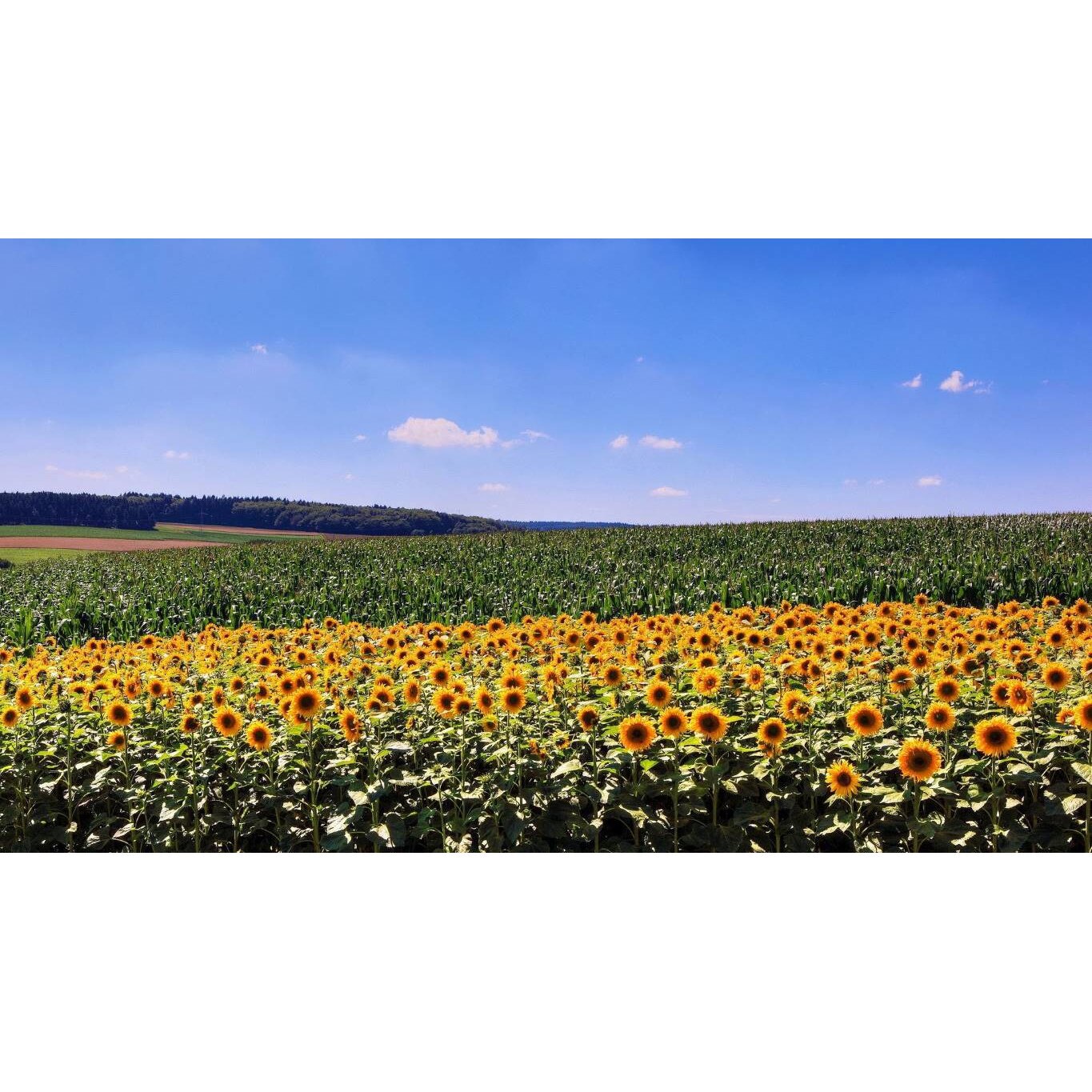 Tablou canvas 75x50 cm, Natura cu Flori model 262