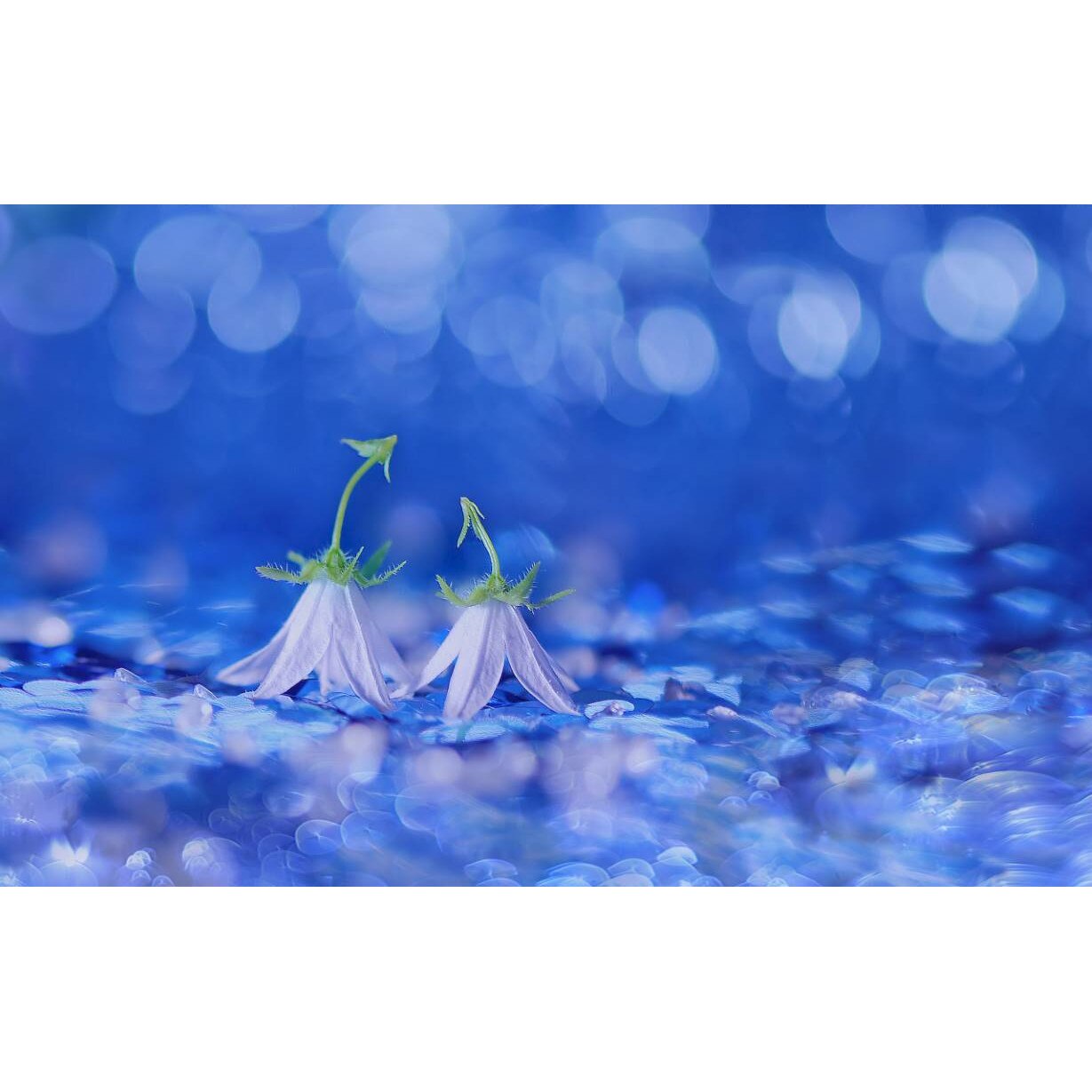 Tablou canvas 90x50 cm, Natura cu Flori model 214