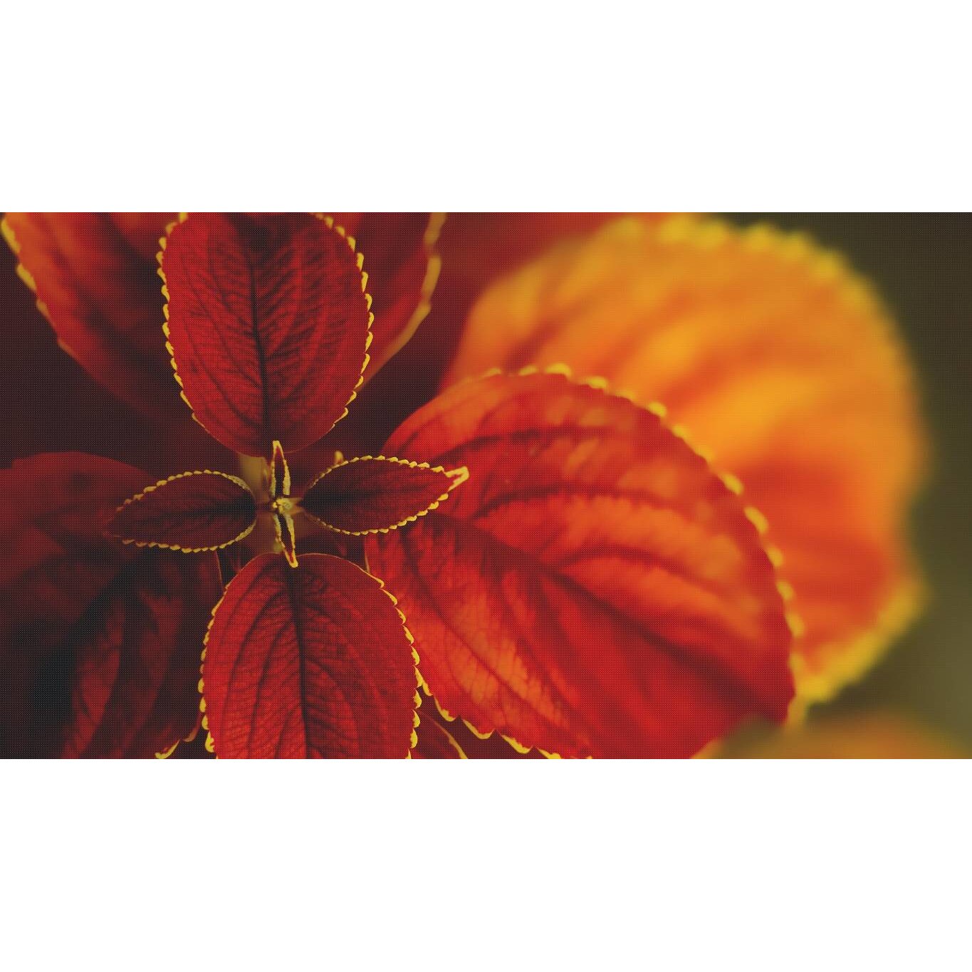 Tablou canvas 75x50 cm, Natura cu Flori model 232