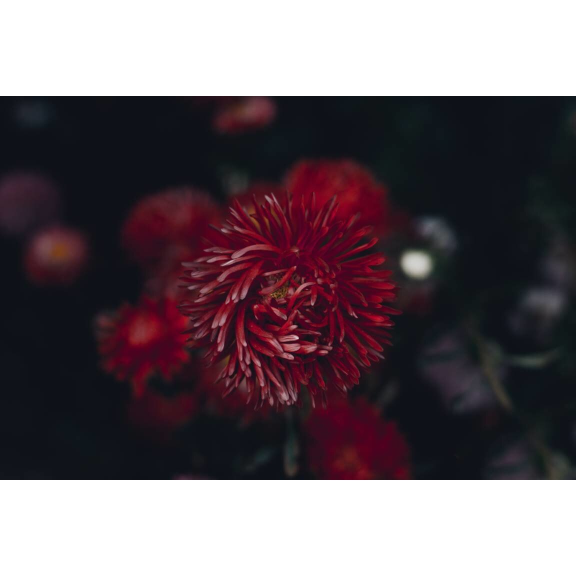 Tablou canvas 75x50 cm, Natura cu Flori model 224