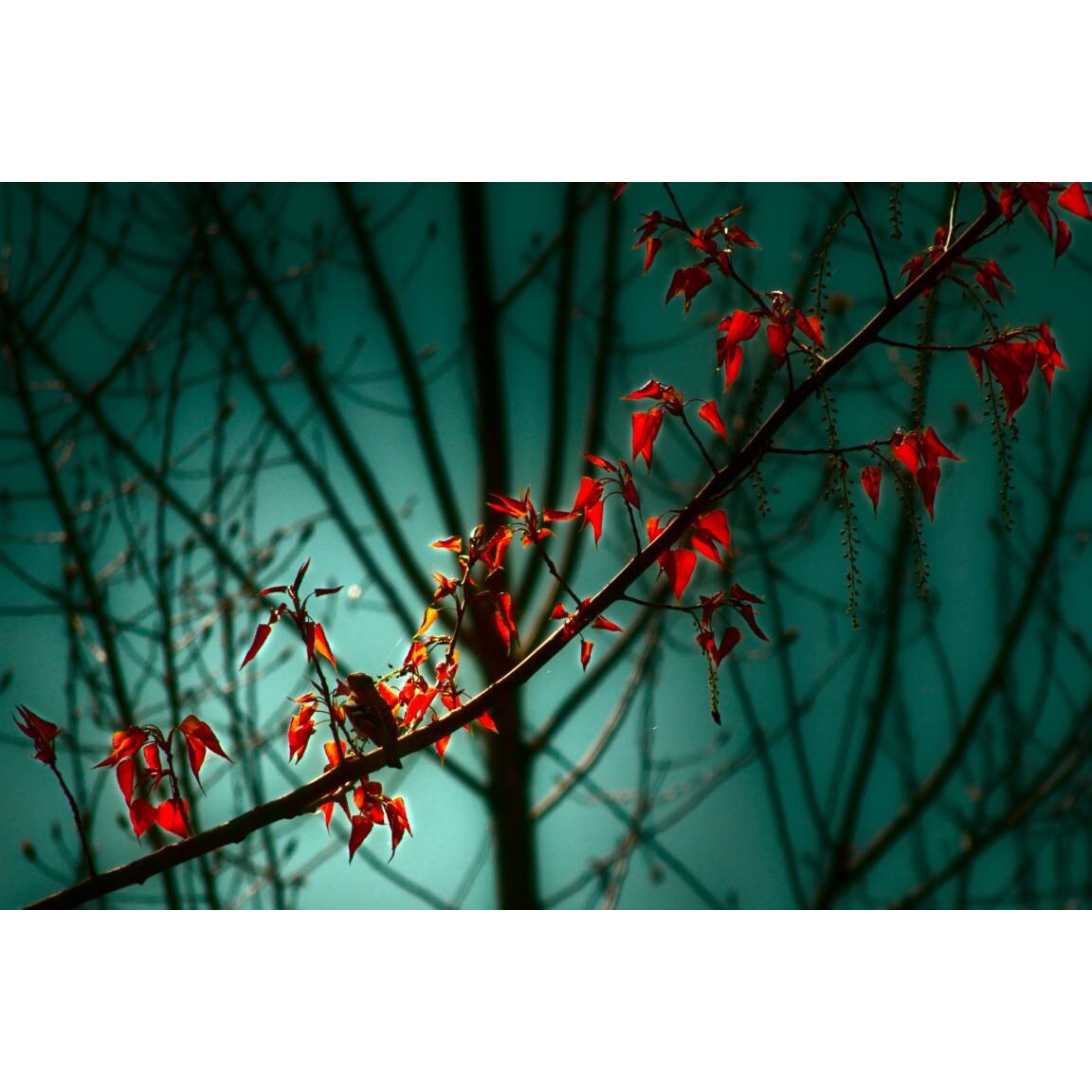 Tablou canvas 90x50 cm, Natura cu Flori model 266