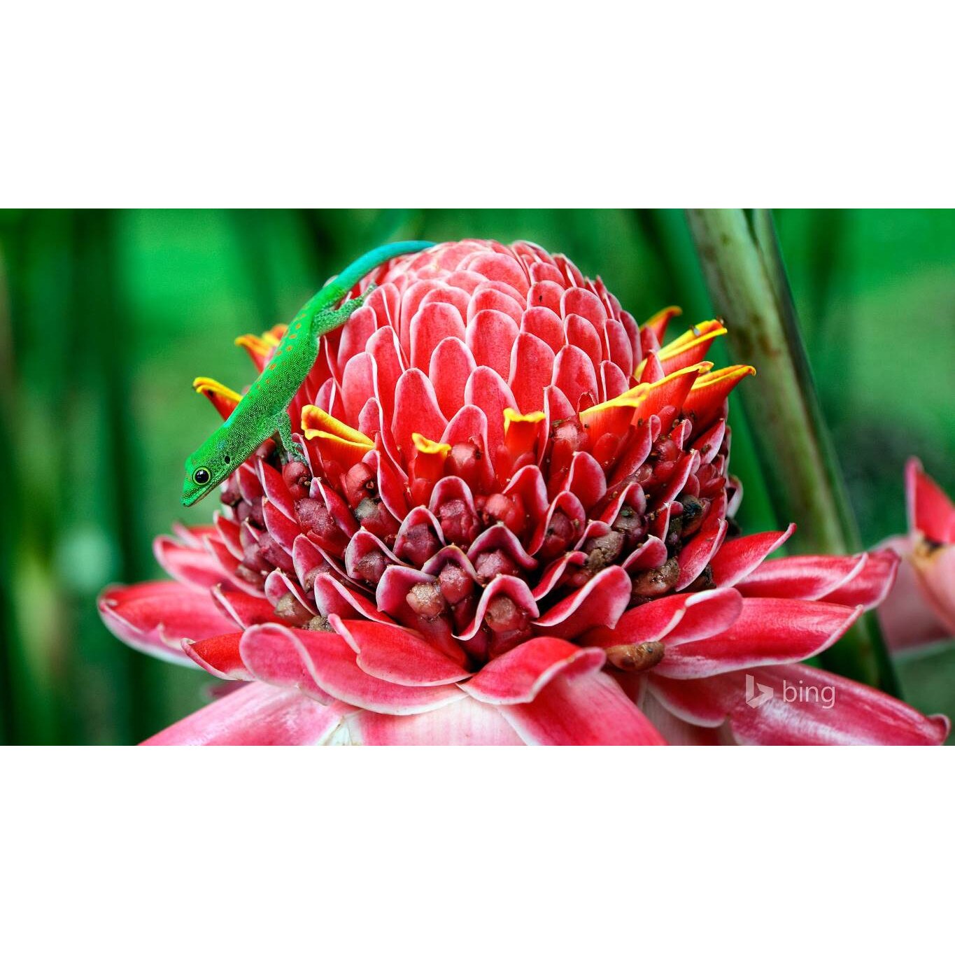 Tablou canvas 75x50 cm, Natura cu Flori model 265