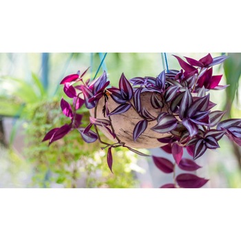 Tablou canvas 90x50 cm, Natura cu Flori model 251 Tablou canvas 90x50 cm, Natura cu Flori model 251