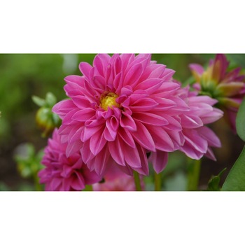 Tablou canvas 75x50 cm, Natura cu Flori model 280 Tablou canvas 75x50 cm, Natura cu Flori model 280