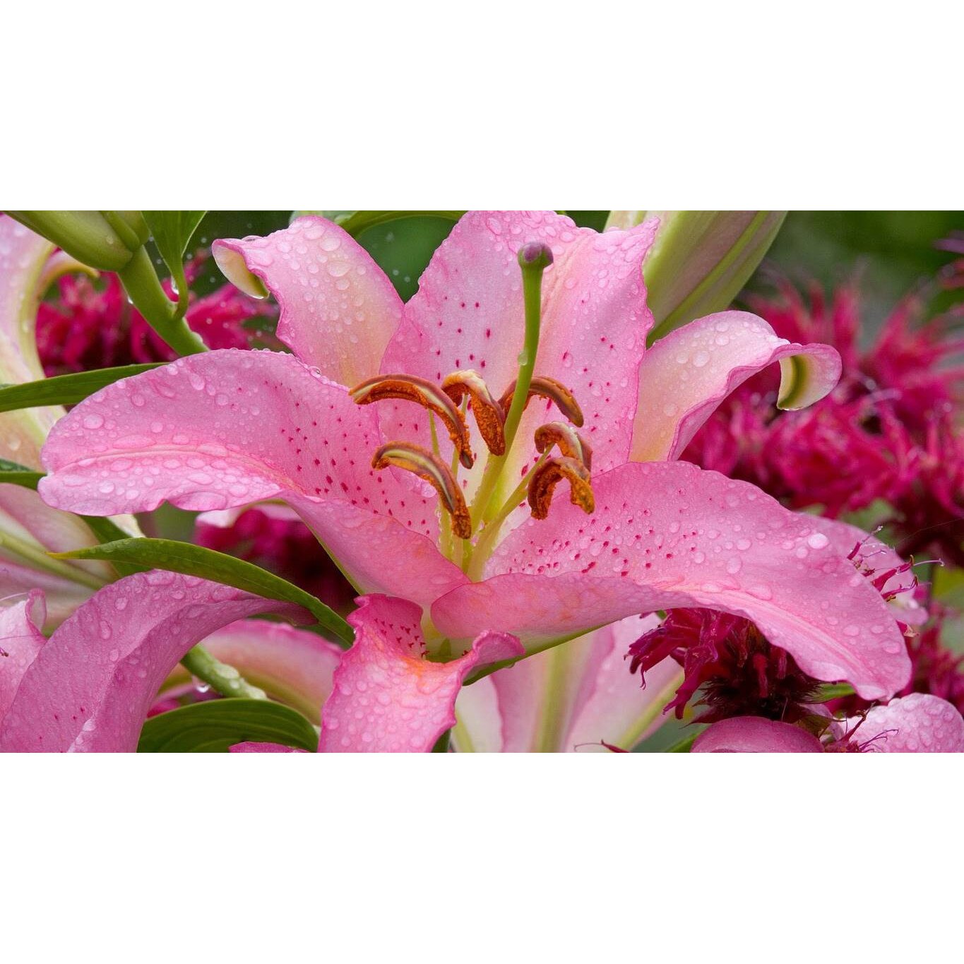 Tablou canvas 75x50 cm, Natura cu Flori model 252