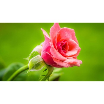 Tablou canvas 90x50 cm, Natura cu Flori model 283 Tablou canvas 90x50 cm, Natura cu Flori model 283