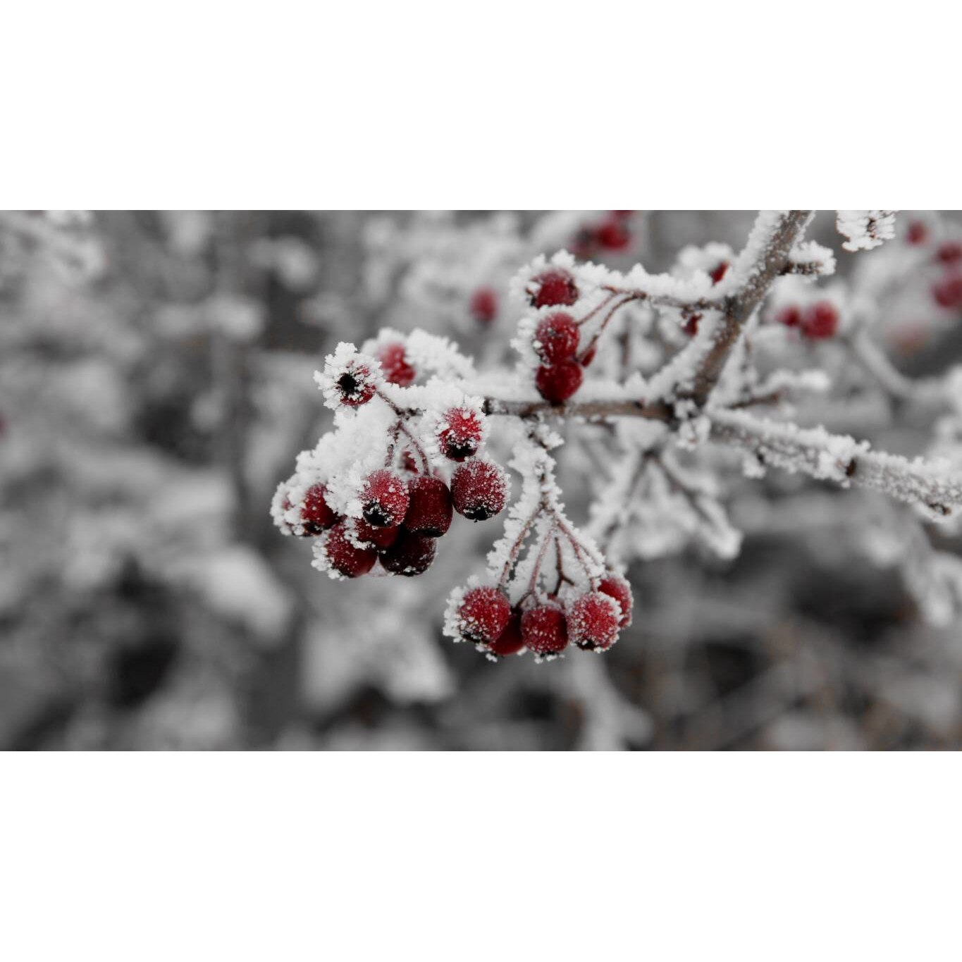 Tablou canvas 75x50 cm, Natura cu Flori model 192