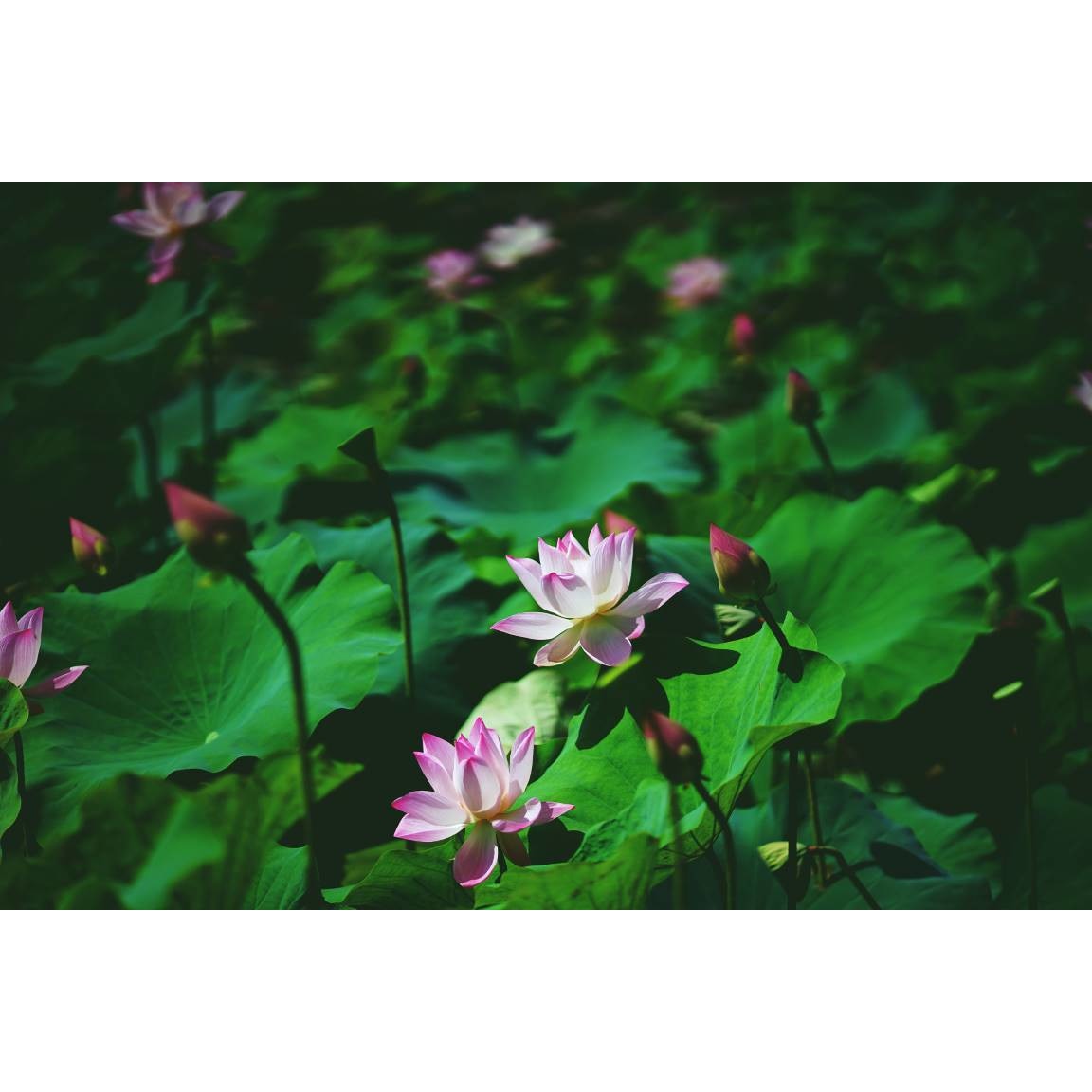 Tablou canvas 75x50 cm, Natura cu Flori model 246