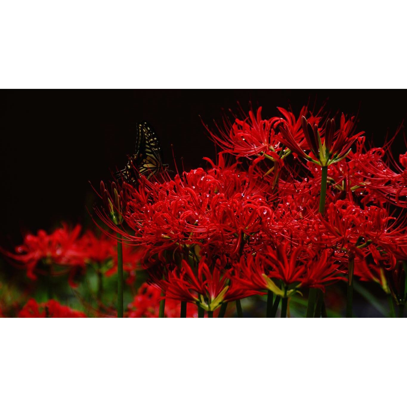 Tablou canvas 75x50 cm, Natura cu Flori model 236