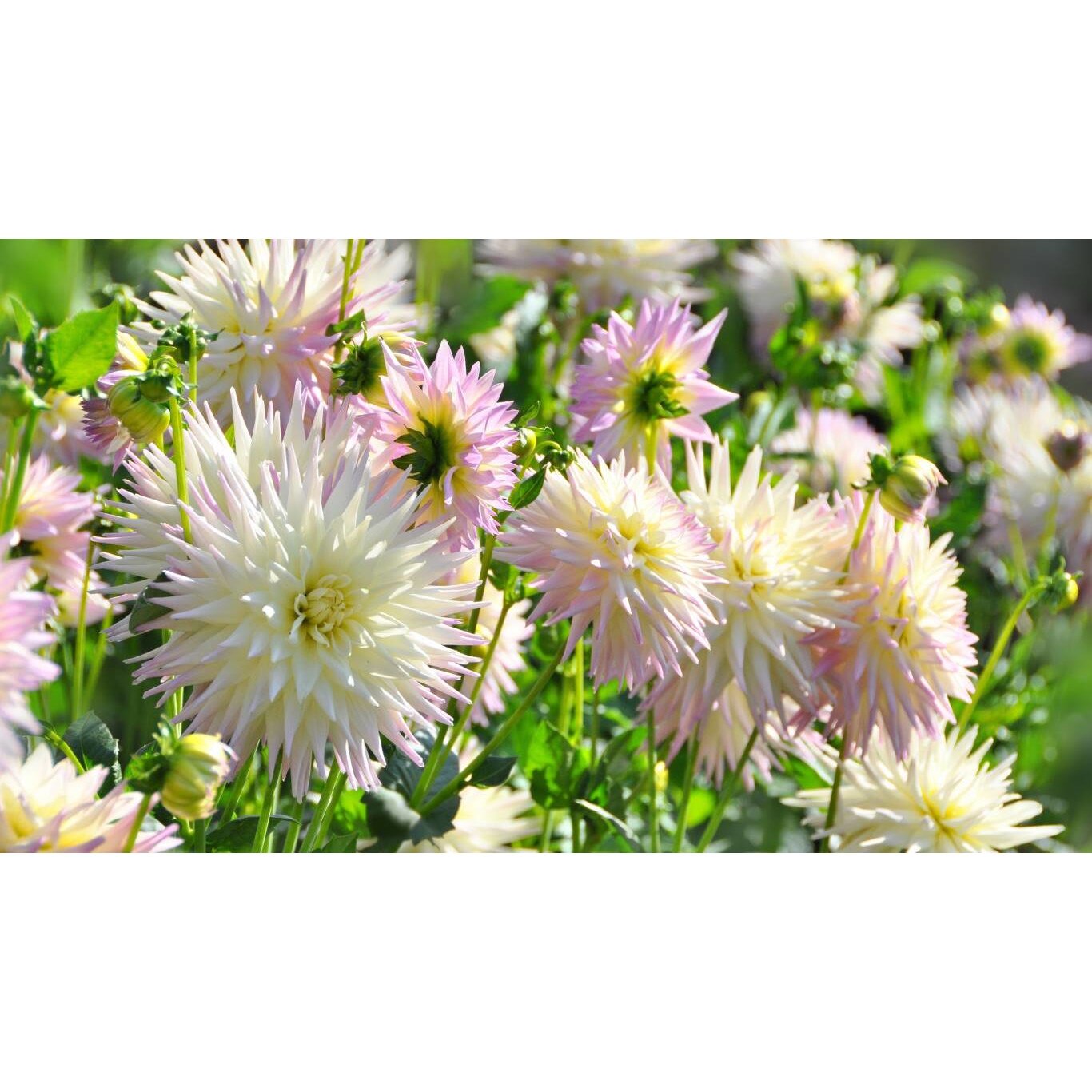 Tablou canvas 75x50 cm, Natura cu Flori model 216