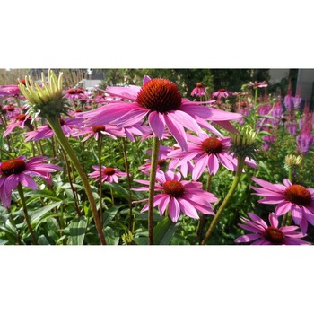 Tablou canvas 75x50 cm, Natura cu Flori model 278 Tablou canvas 75x50 cm, Natura cu Flori model 278