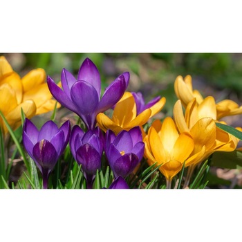 Tablou canvas 90x50 cm, Natura cu Flori model 272 Tablou canvas 90x50 cm, Natura cu Flori model 272