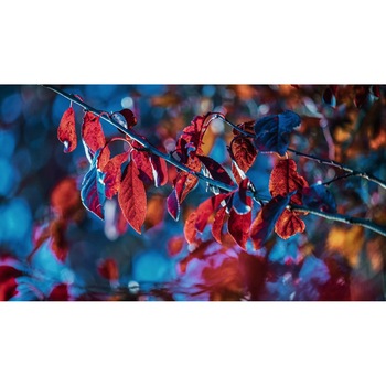 Tablou canvas 75x50 cm, Natura cu Flori model 218 Tablou canvas 75x50 cm, Natura cu Flori model 218