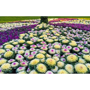 Tablou canvas 90x50 cm, Natura cu Flori model 285 Tablou canvas 90x50 cm, Natura cu Flori model 285