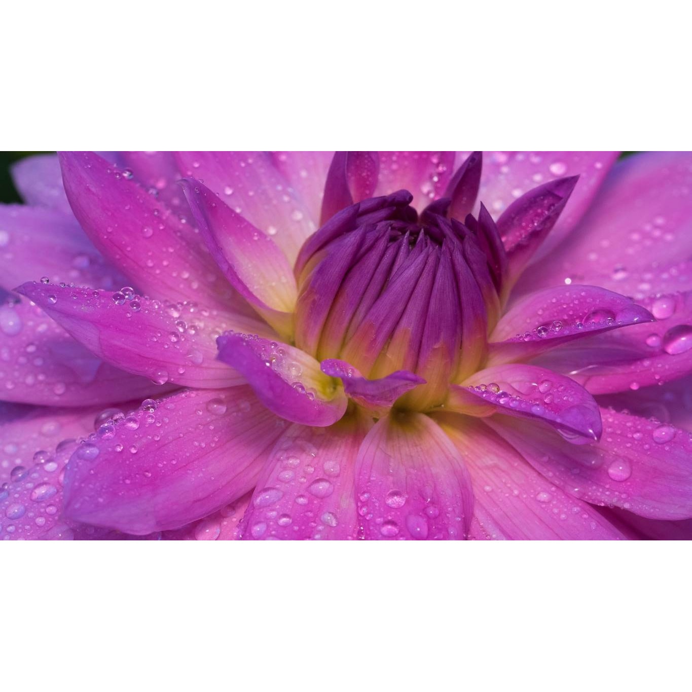 Tablou canvas 90x50 cm, Natura cu Flori model 287