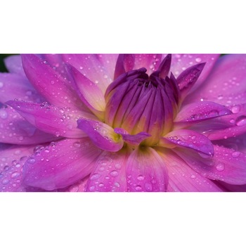 Tablou canvas 90x50 cm, Natura cu Flori model 287 Tablou canvas 90x50 cm, Natura cu Flori model 287