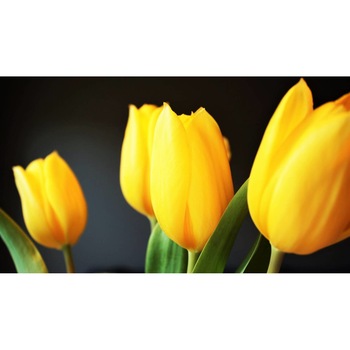 Tablou canvas 90x50 cm, Natura cu Flori model 275 Tablou canvas 90x50 cm, Natura cu Flori model 275