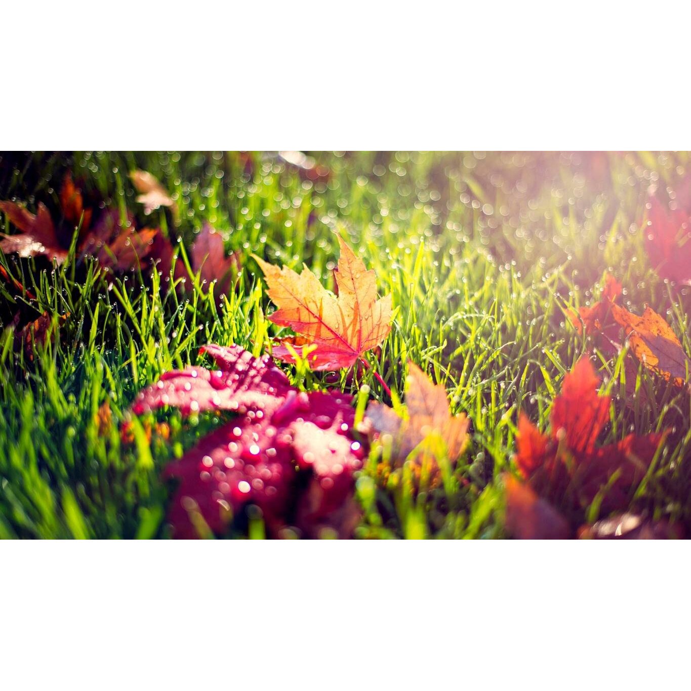 Tablou canvas 90x50 cm, Natura cu Flori model 254