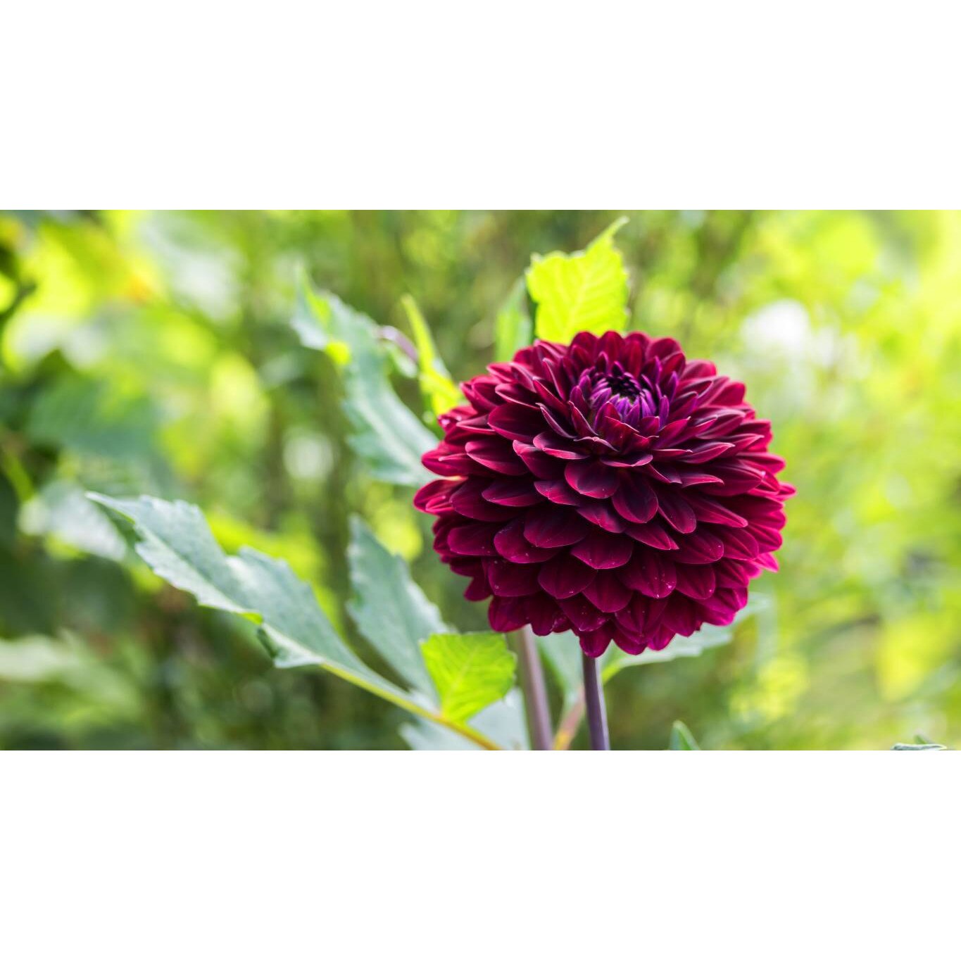 Tablou canvas 75x50 cm, Natura cu Flori model 281