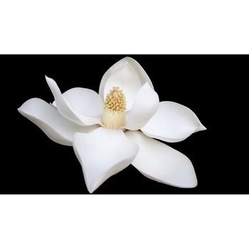 Tablou canvas 90x50 cm, Natura cu Flori model 263 Tablou canvas 90x50 cm, Natura cu Flori model 263