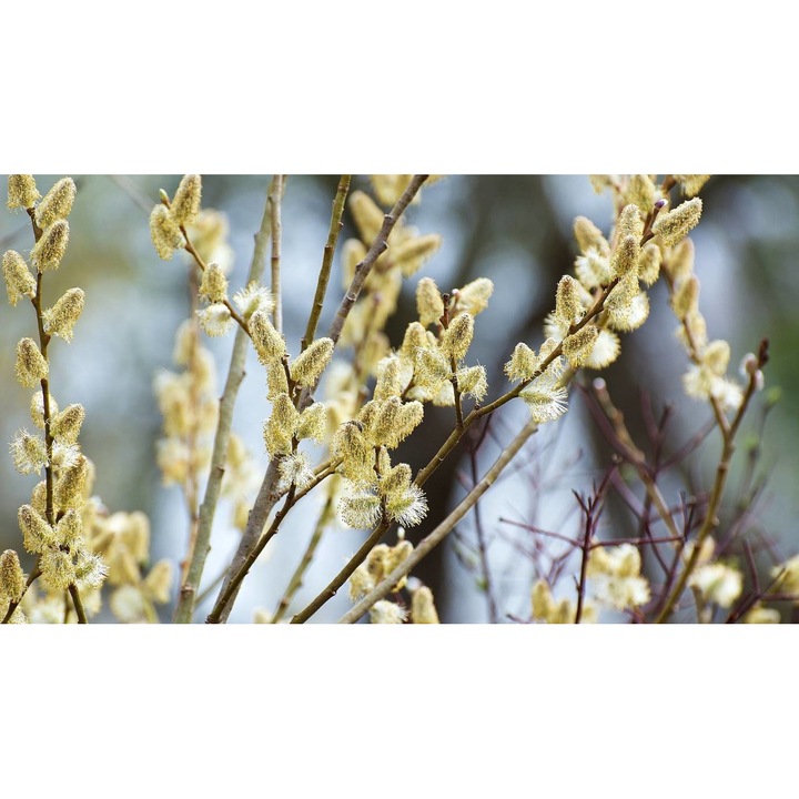 Tablou canvas 40x30 cm, Natura cu Flori model 270