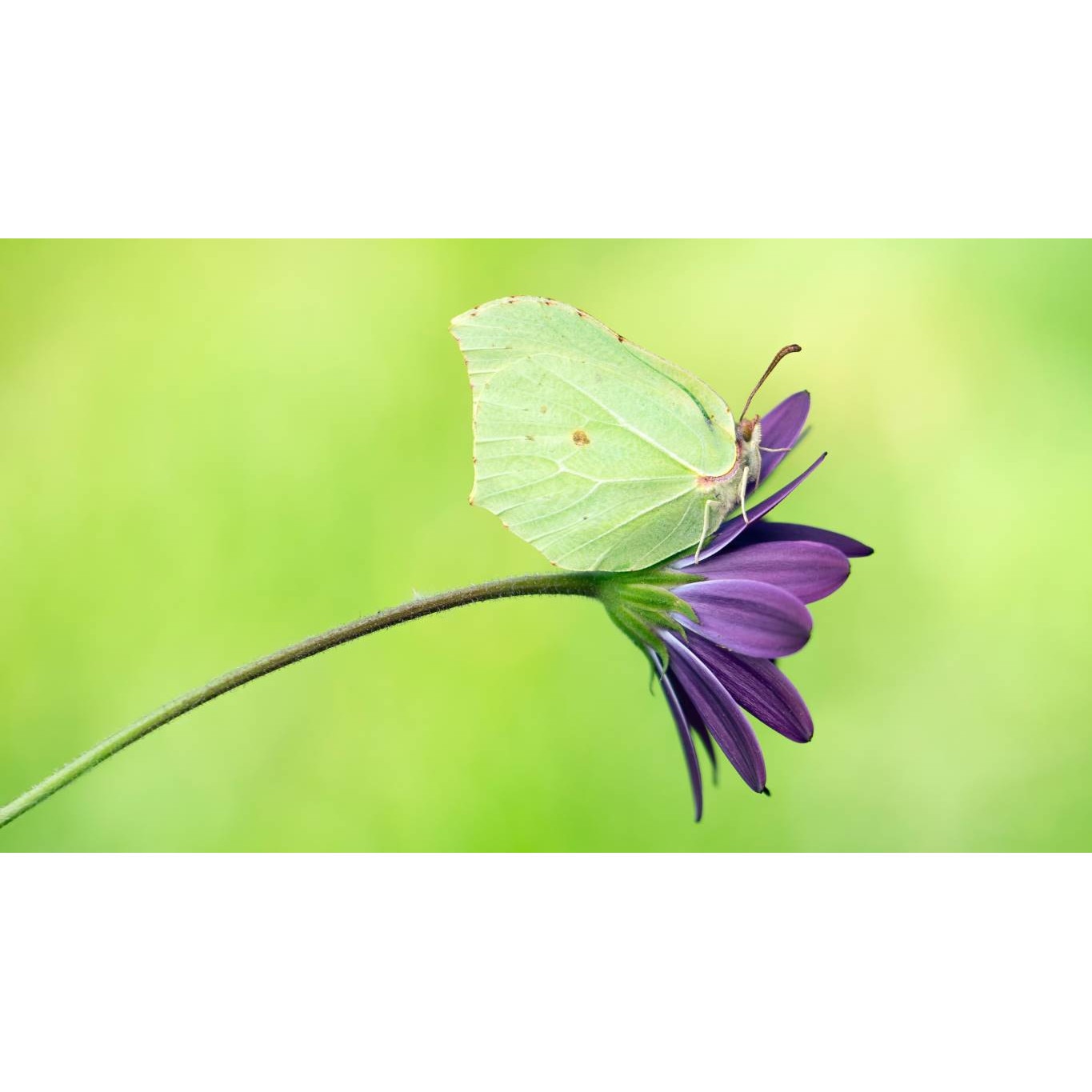 Tablou canvas 90x50 cm, Natura cu Flori model 315